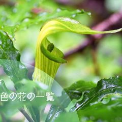 緑色の花