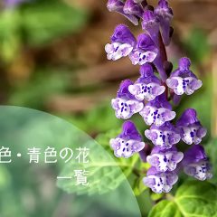 紫色・青色の花