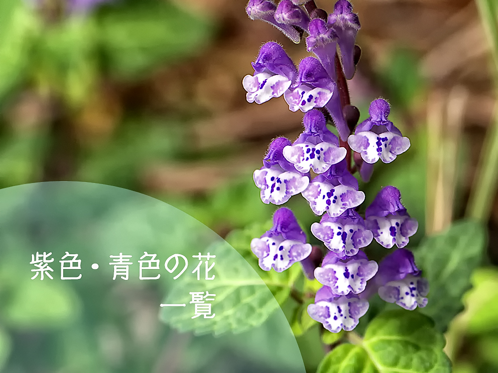 紫色・青色の花